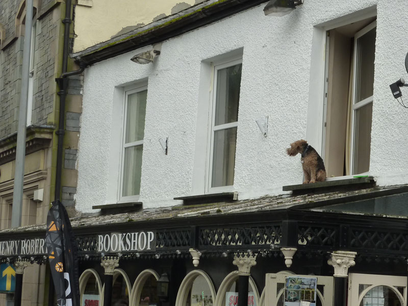 Dog on shop